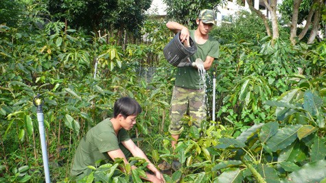 Tree planting on Ly Son island - ảnh 1